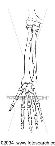 Forearm to hand View Large Illustration Stock Illustration - Forearm to hand. Fotosearch