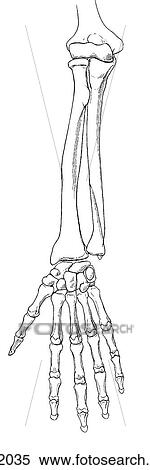 Stock Illustration - Forearm to hand. Fotosearch