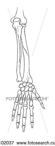Forearm to hand View Large Illustration Stock Illustration - Forearm to hand. Fotosearch