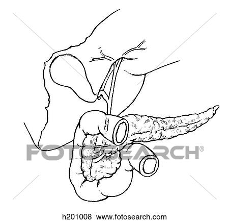 Gallbladder View Large Illustration Stock Illustration - Gallbladder. Fotosearch