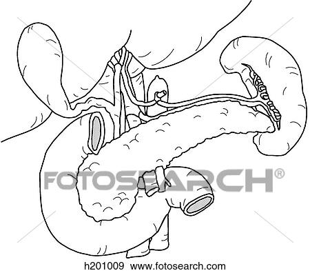 Gallbladder View Large Illustration Stock Illustration - Gallbladder. Fotosearch