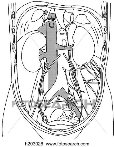 Great abdominal vessels, kidneys & suprarenal View Large Illustration Stock Illustration - Great abdominal vessels, kidneys & suprarenal. Fotosearch
