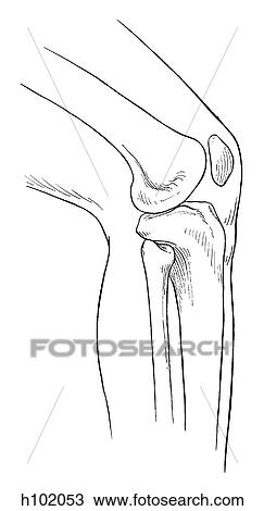 Drawing of Knee joint h102053 - Search Clipart, Illustration, Fine Art ...