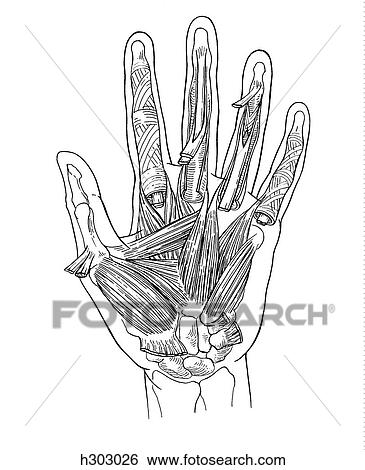 Hand, deep muscles View Large Illustration Stock Illustration - Hand, deep muscles. Fotosearch