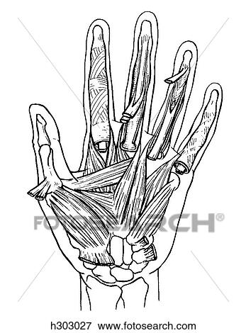 Hand, deep muscles View Large Illustration Stock Illustration - Hand, deep muscles. Fotosearch