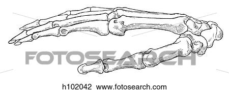 Hand View Large Illustration Drawing - Hand. Fotosearch