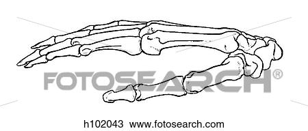 Drawing - Hand. Fotosearch