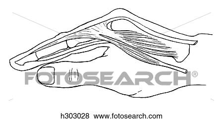 Hand, lumbrical & interosseous View Large Illustration Stock Illustration - Hand, lumbrical & interosseous. Fotosearch