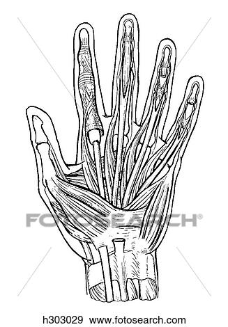 Hand, superficial View Large Illustration Stock Illustration - Hand, superficial. Fotosearch