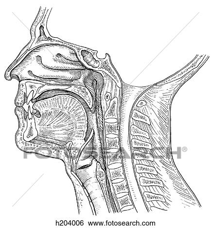 Head and neck View Large Illustration Stock Illustration - Head and neck. Fotosearch