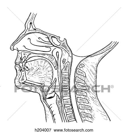 Head and neck View Large Illustration Stock Illustration - Head and neck. Fotosearch
