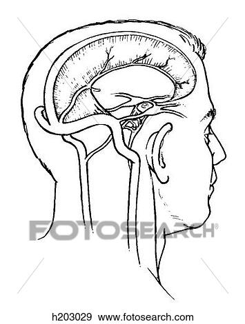 Head, falx cerebri View Large Illustration Stock Illustration - Head, falx cerebri. Fotosearch