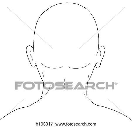 Stock Illustration - Head & neck of adult. Fotosearch