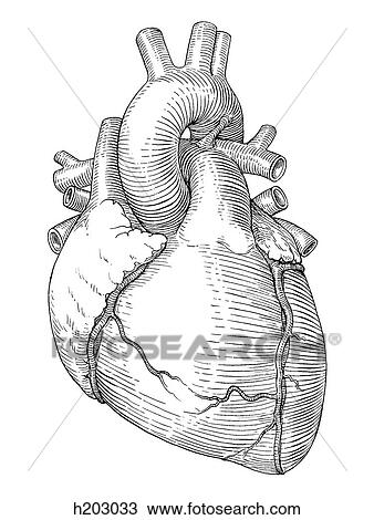 Heart, great vessels View Large Illustration Drawing - Heart, great vessels. Fotosearch