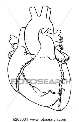 Heart, great vessels View Large Illustration Stock Illustration - Heart, great vessels. Fotosearch