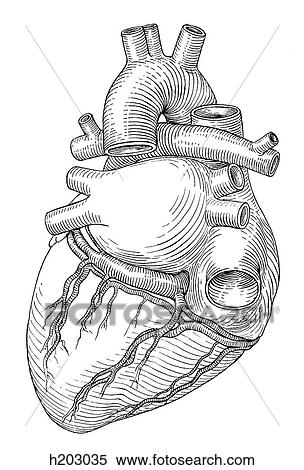 Stock Illustration - Heart, great vessels. Fotosearch