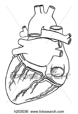 Heart, great vessels View Large Illustration Stock Illustration - Heart, great vessels. Fotosearch