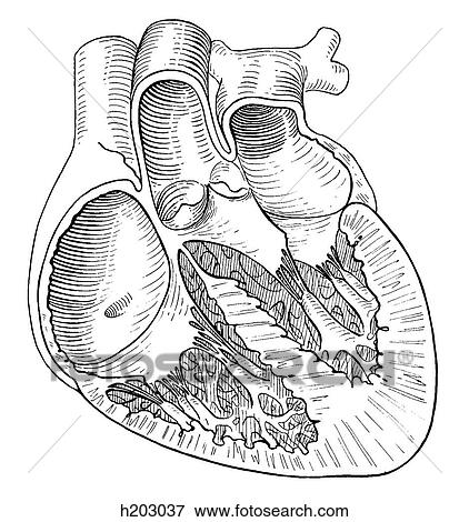 Heart, section View Large Illustration Stock Illustration - Heart, section. Fotosearch