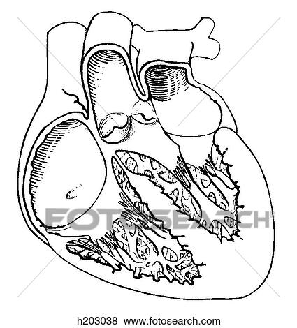 Heart, section View Large Illustration Stock Illustration - Heart, section. Fotosearch
