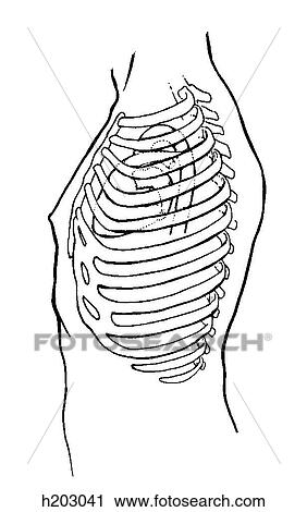 Heart, wall of thorax View Large Illustration Clip Art - Heart, wall of thorax. Fotosearch