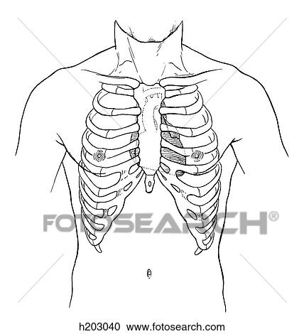 Heart, wall of thorax View Large Illustration Clipart - Heart, wall of thorax. Fotosearch