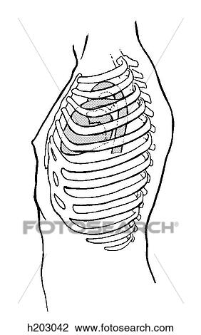 Drawing - Heart, wall of thorax. Fotosearch