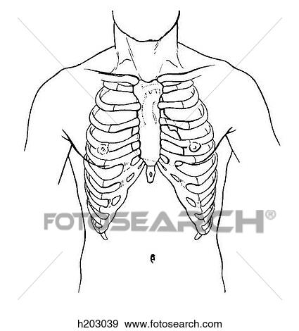 Heart, wall of thorax View Large Illustration Stock Illustration - Heart, wall of thorax. Fotosearch