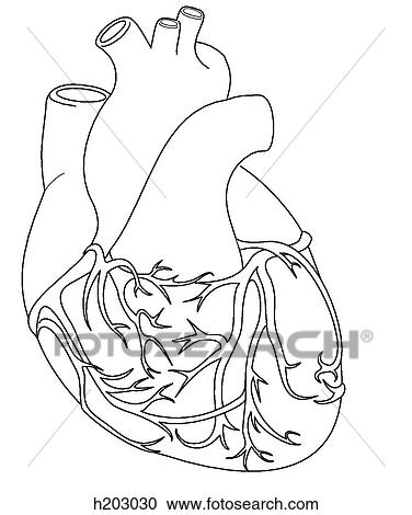 Heart w/coronary arteries & cardiac veins View Large Illustration Clipart - Heart w/coronary arteries & cardiac veins. Fotosearch