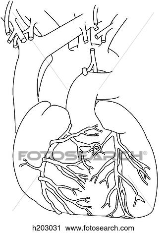 Clip Art - Heart w/great vessels, coronary arteries, etc.. Fotosearch
