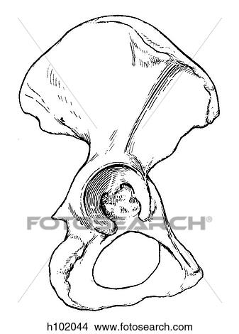 Hip bone View Large Illustration Stock Illustration - Hip bone. Fotosearch