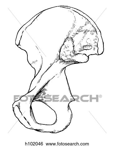 Hip bone View Large Illustration Stock Illustration - Hip bone. Fotosearch
