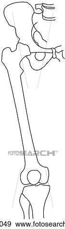 Hip joint & knee skeleton View Large Illustration Stock Illustration - Hip joint & knee skeleton. Fotosearch