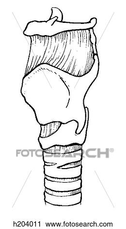 Clip Art - Hyoid bone and larynx. Fotosearch