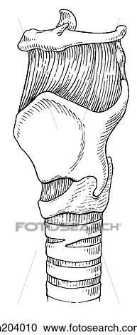 Hyoid bone and larynx View Large Illustration Clipart - Hyoid bone and larynx. Fotosearch