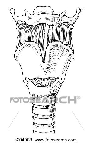 Hyoid bone and larynx View Large Illustration Stock Illustration - Hyoid bone and larynx. Fotosearch