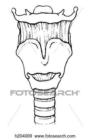 Hyoid bone and larynx View Large Illustration Stock Illustration - Hyoid bone and larynx. Fotosearch