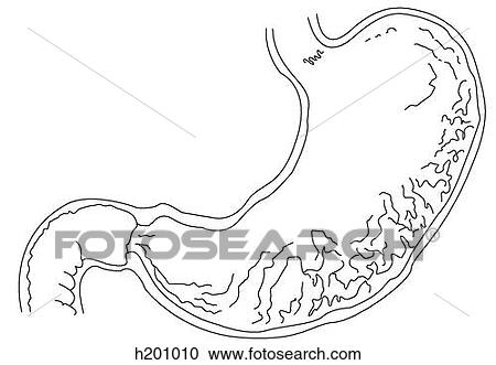 Interior of stomach View Large Illustration Clipart - Interior of stomach. Fotosearch