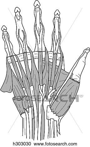 Intermediate dissection of palm View Large Illustration Clipart - Intermediate dissection of palm. Fotosearch