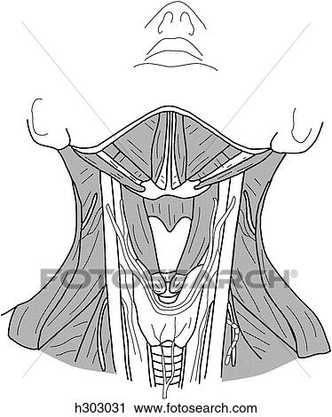 Clip Art - Intermediate neck muscles. Fotosearch