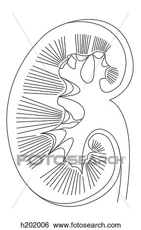 Internal structure of kidney View Large Illustration Stock Illustration - Internal structure of kidney. Fotosearch