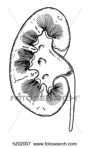 Kidney View Large Illustration Stock Illustration - Kidney. Fotosearch