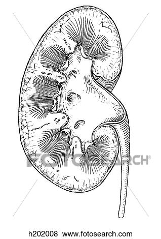 Kidney View Large Illustration Stock Illustration - Kidney. Fotosearch