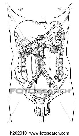 Clipart - Kidneys, anterior relations. Fotosearch