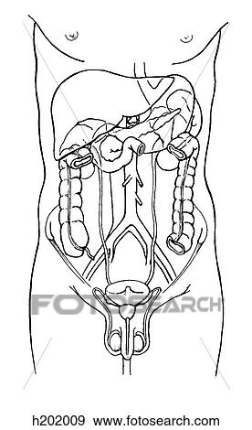 Kidneys, anterior relations View Large Illustration Stock Illustration - Kidneys, anterior relations. Fotosearch