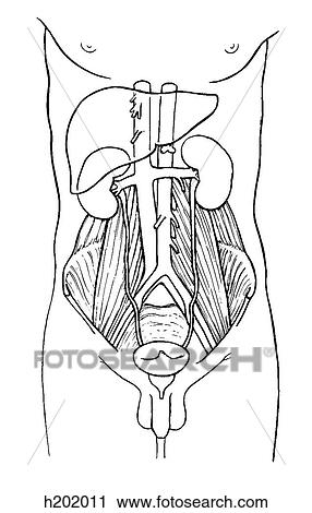 Clip Art - Kidneys, posterior relations. Fotosearch