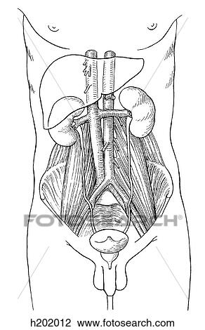 Drawing - Kidneys, posterior relations. Fotosearch