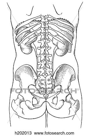 Drawing - Kidneys, skeletal. Fotosearch