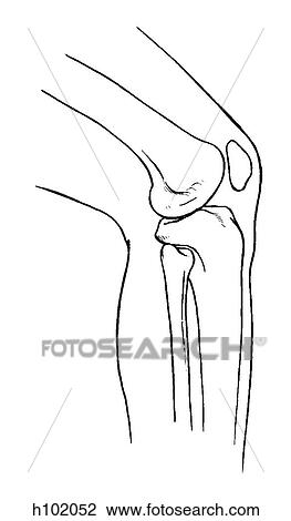 Drawing - Knee joint. Fotosearch