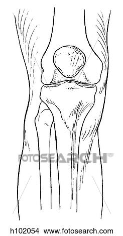 Stock Illustration - Knee joint. Fotosearch