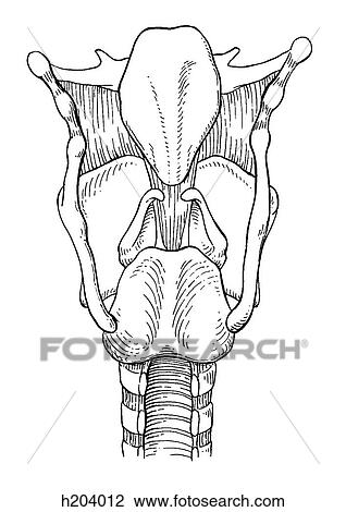 Larynx, interior View Large Illustration Drawing - Larynx, interior. Fotosearch